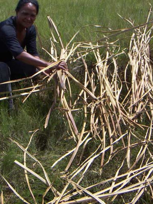 Step 3. The sedge is sun dried.