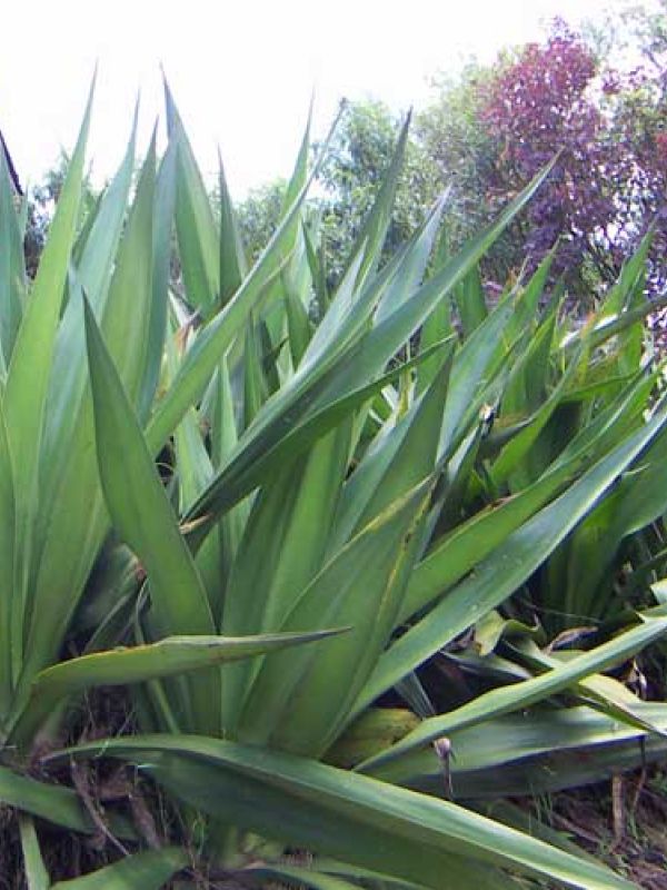 Step 2. The sisal is wild growing and plenty around the village. 