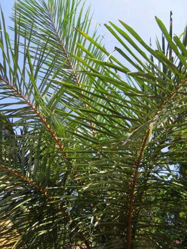Steg 1 Materialet utgörs av soltorkade blad från raffia-palmen. Raffiapalmen frodas på Madagaskars fuktiga, varma kuster.