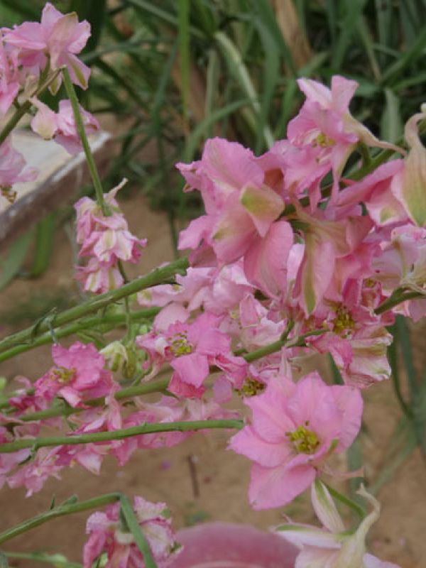 Steg 6. Nyplockade blommor kan användas som dekoration.